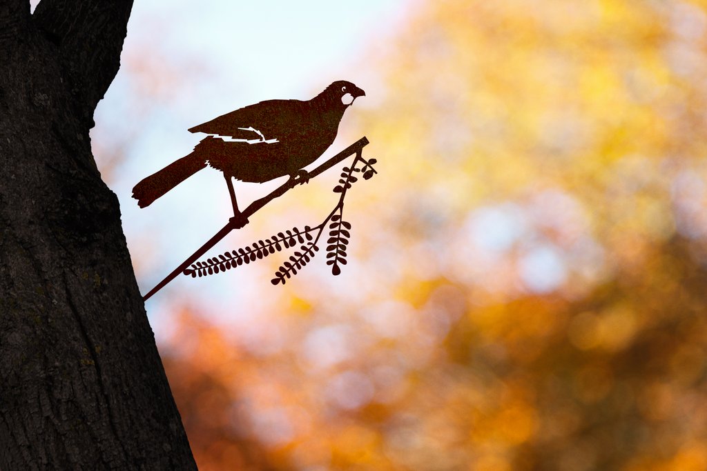 Kokako 