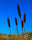 Rusty Bulrushes Garden Art
