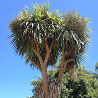 Cabbage Tree