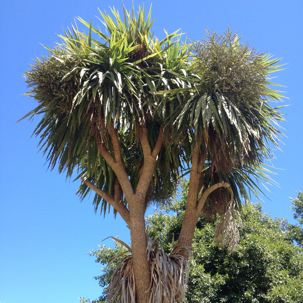 Cabbage Tree