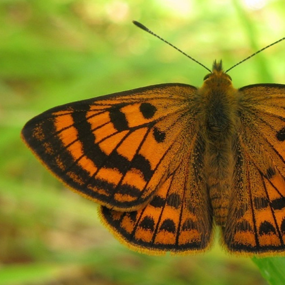 Native Copper Butterfly