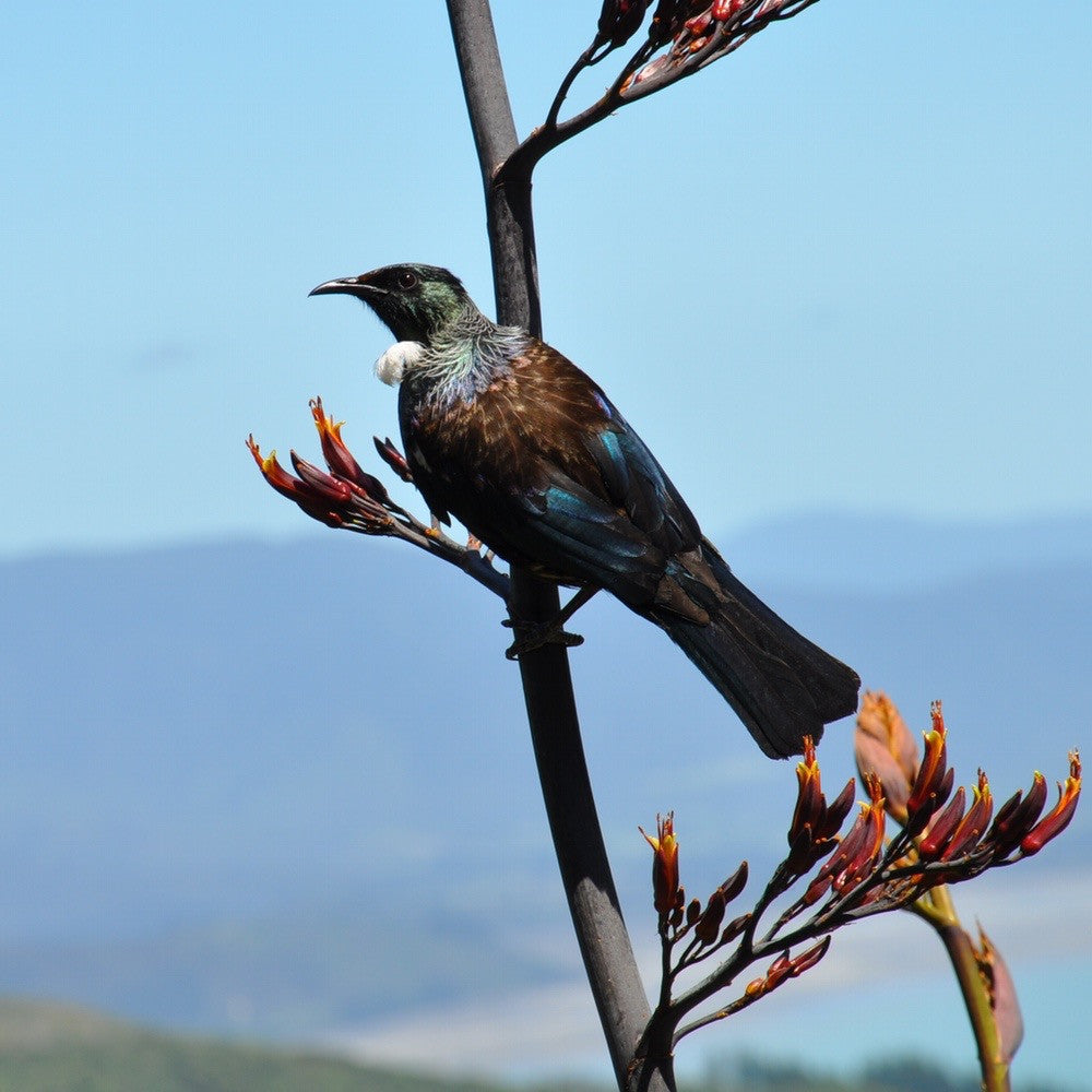 Tūī on Flax