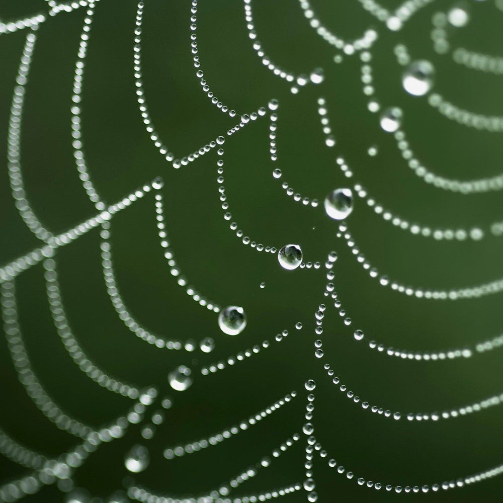 Dewdrop on web