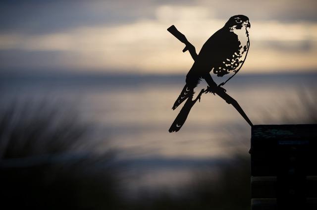 Falcon 