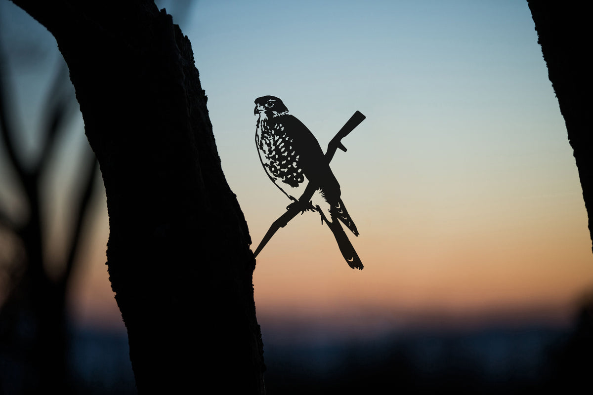 Falcon