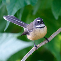 Fantail