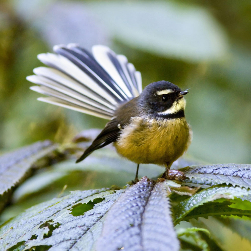 Fantail (Piwakawaka)