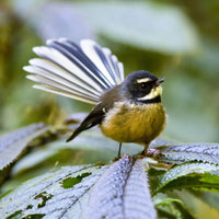 Fantail (Piwakawaka)