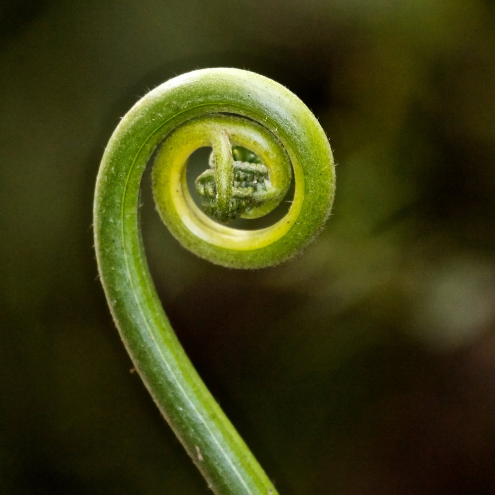 Fern Fronds