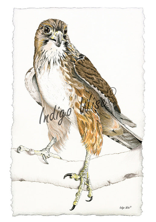 "Fern 2" Greeting Card