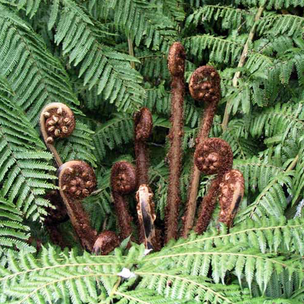 Unfurling silver fern fronds