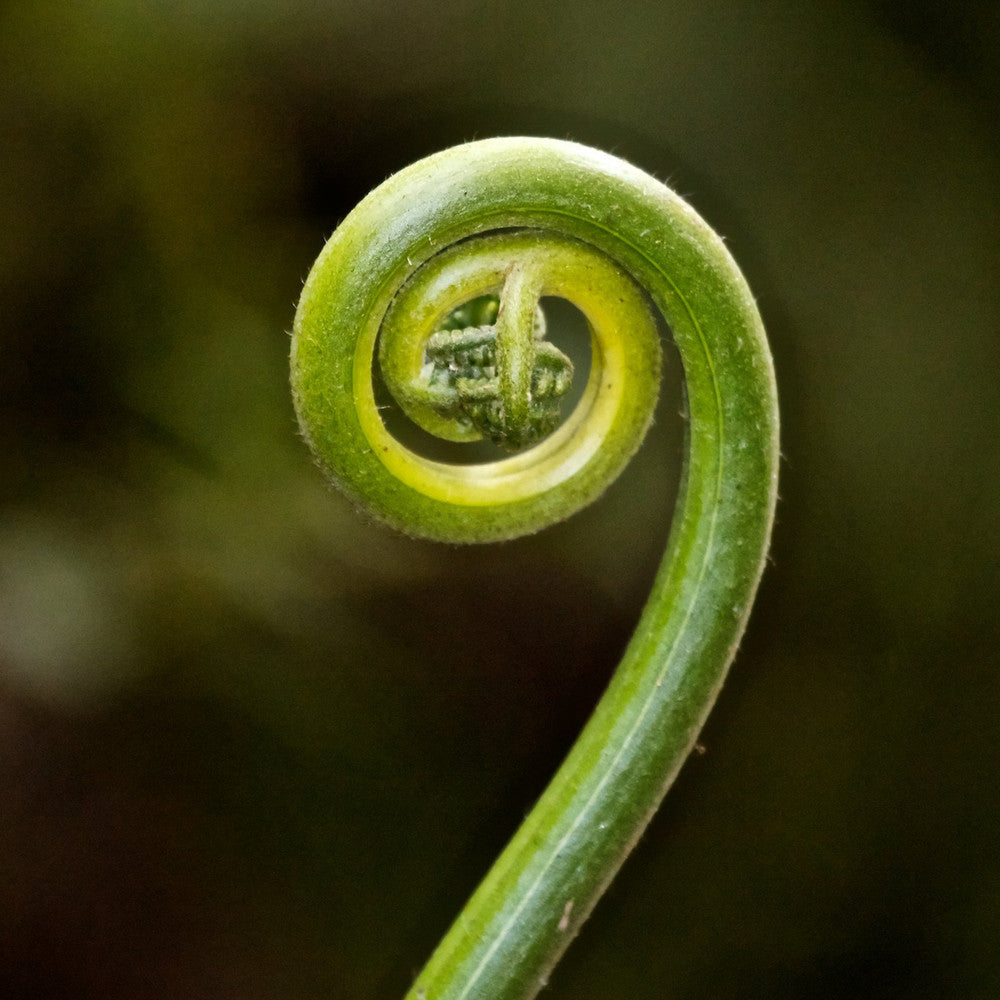 Unfurling spiral fern frond