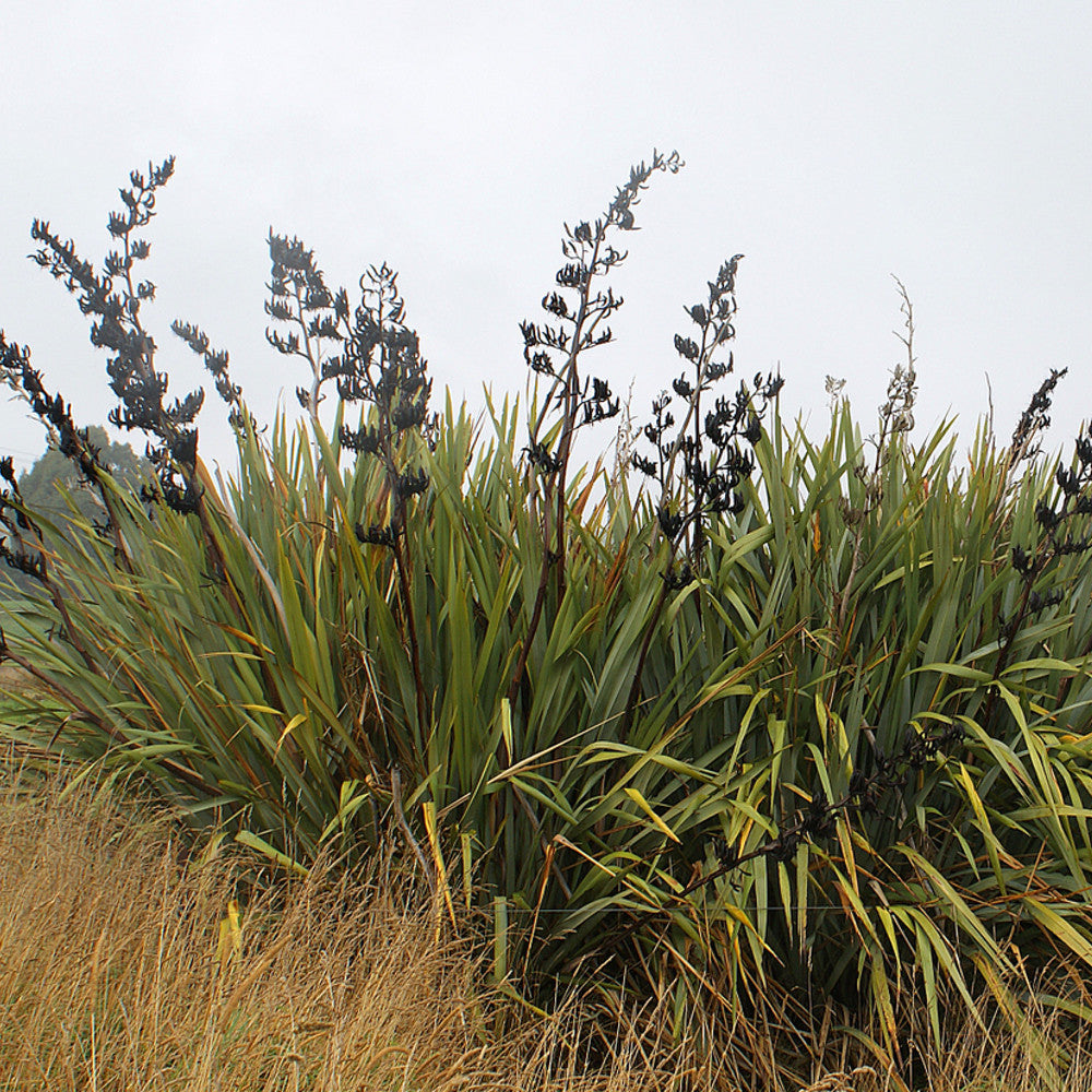New Zealand Swamp Flax