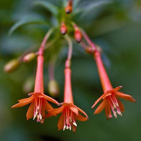 Fuchsia Blossoms