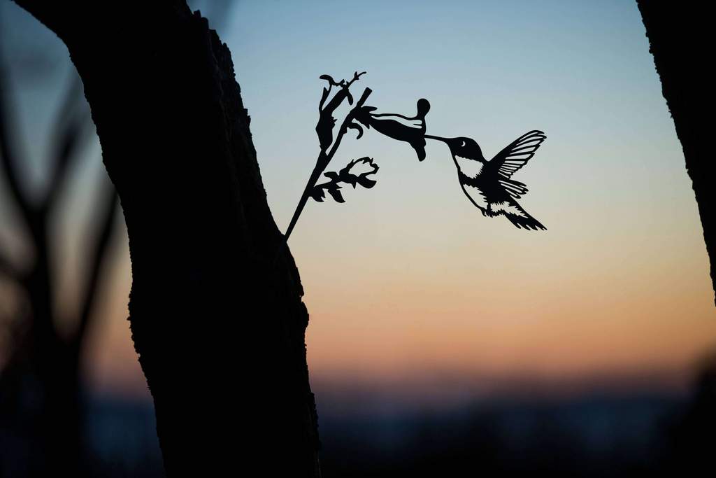Hummingbird
