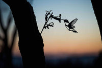 Hummingbird