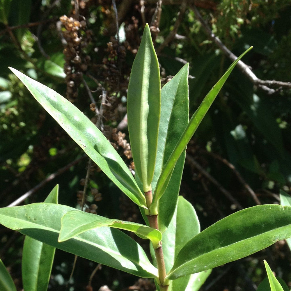 Hebe plant