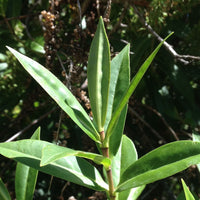 Hebe plant