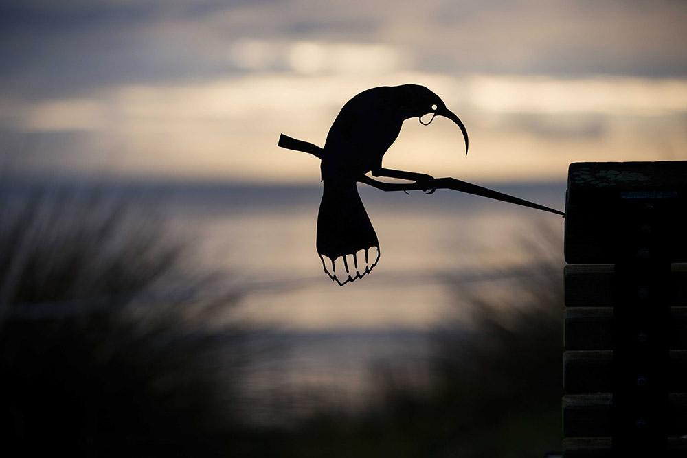 Huia