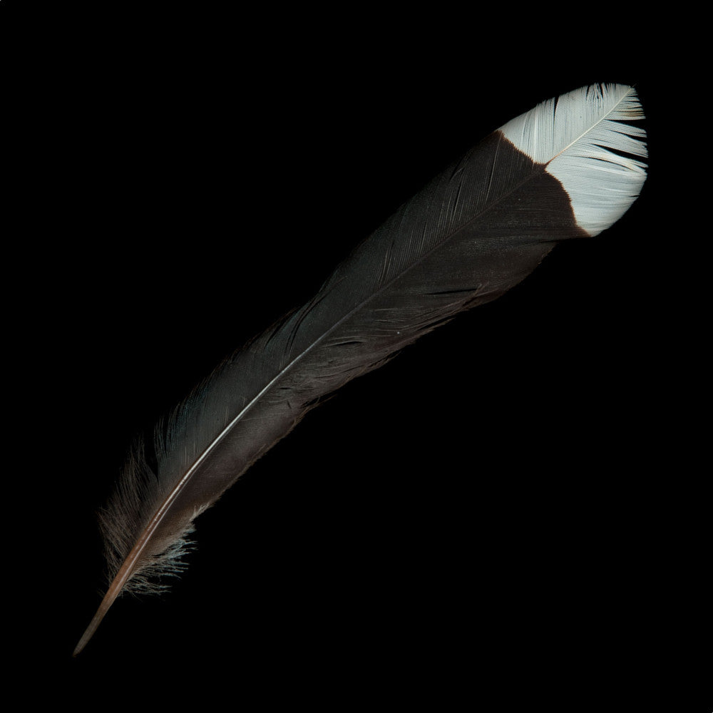 Huia Feather