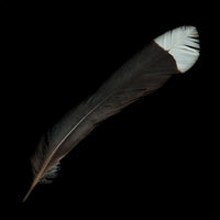 Huia Feather
