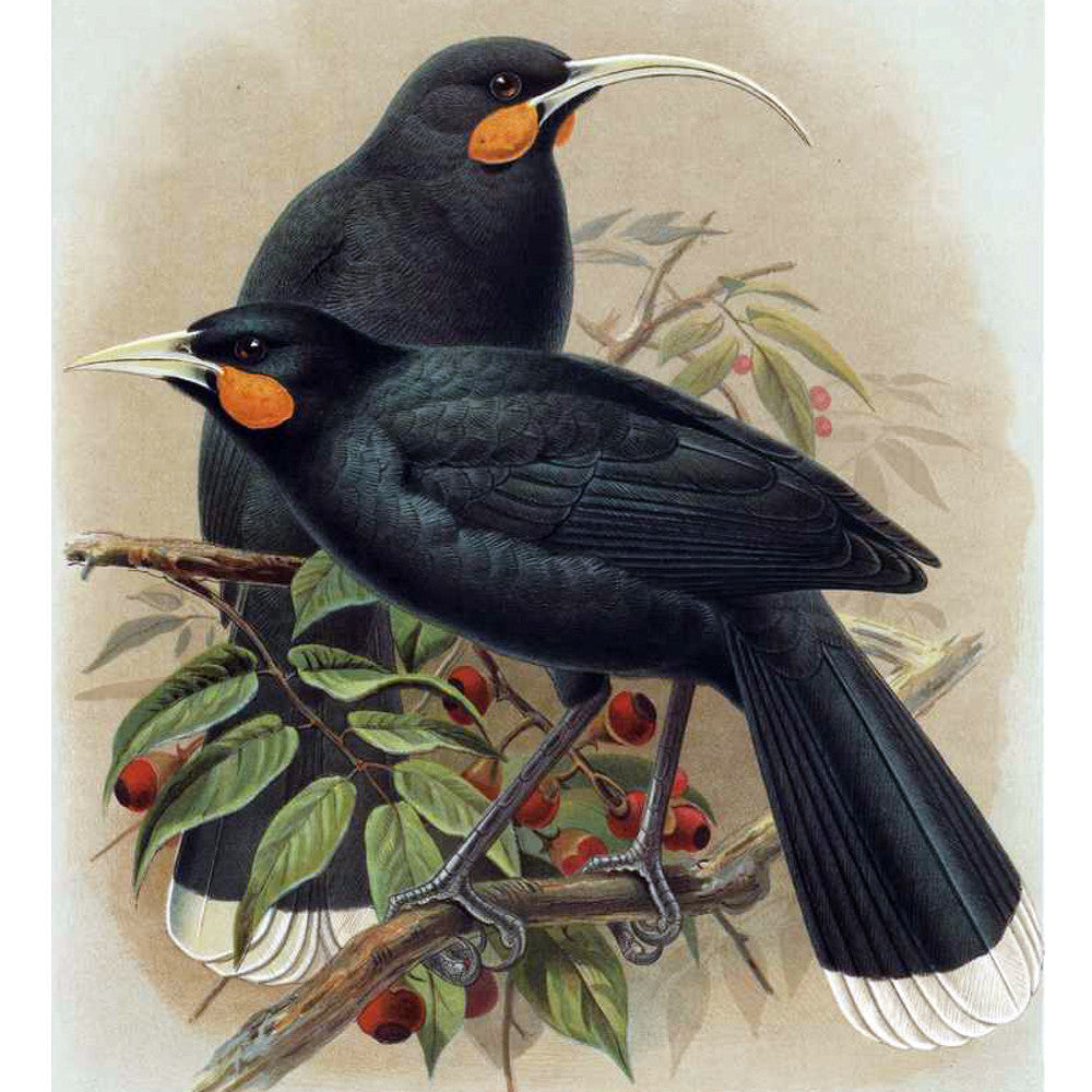 Huia artwork