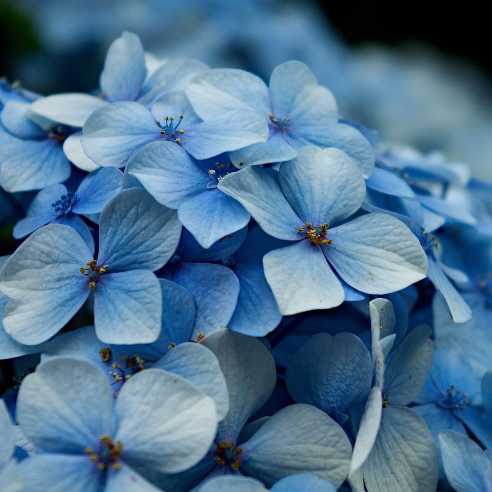 Hydrangea Flower 