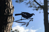 Kokako