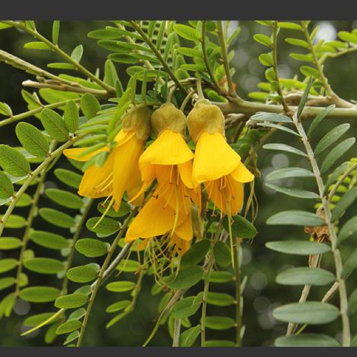 Kōwhai Flower and Leaf