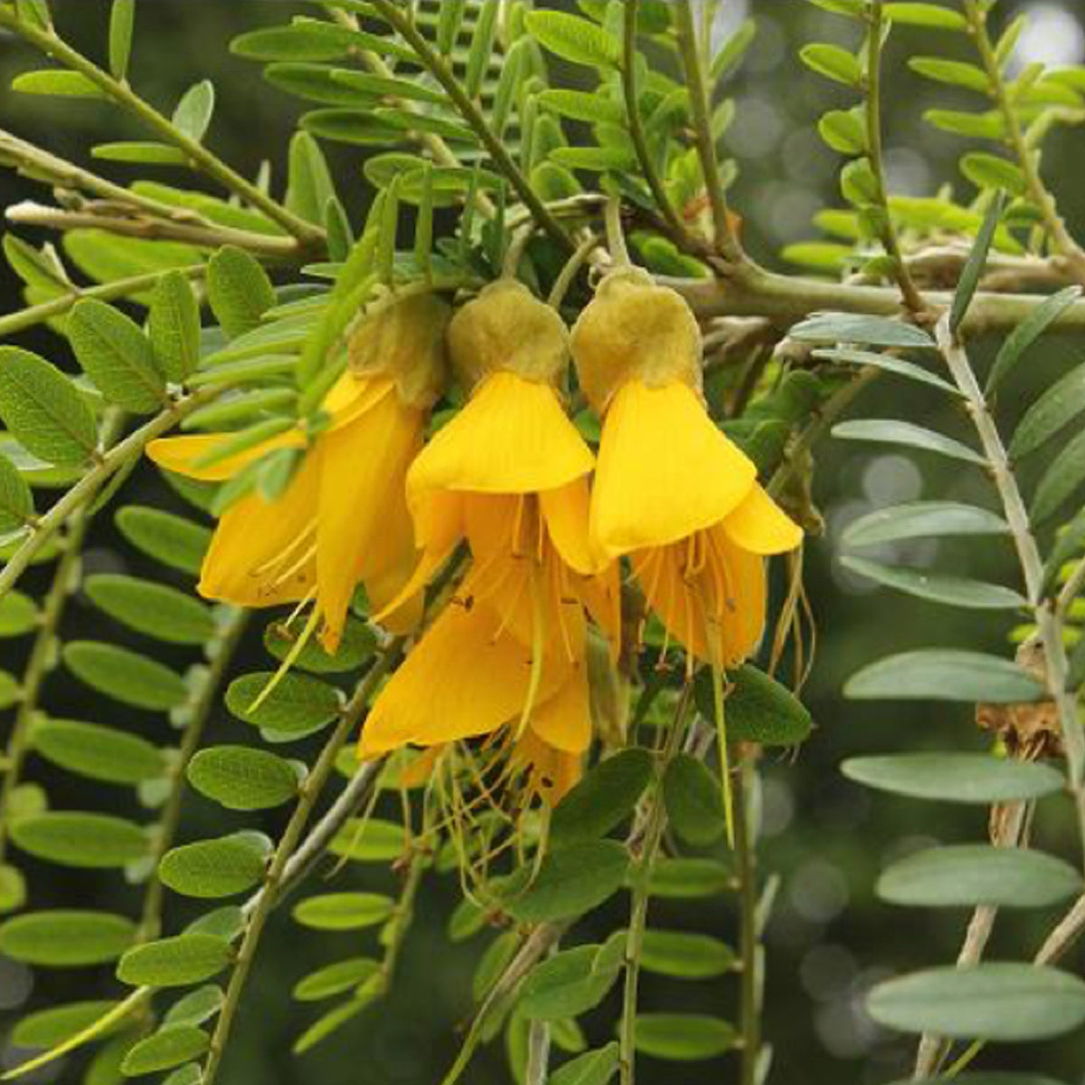 Kōwhai Leaf Pendant