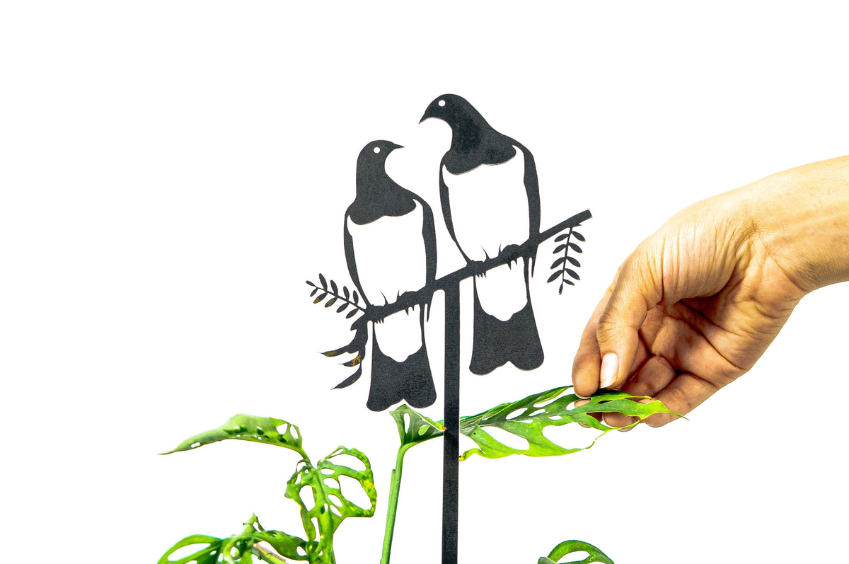 Kereru Pair