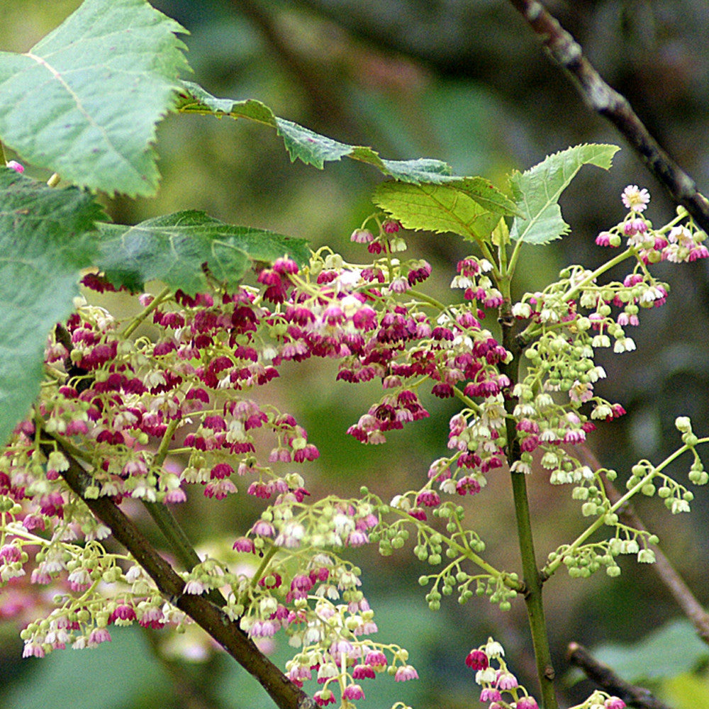 Makomako Flower