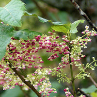 Makomako Flower
