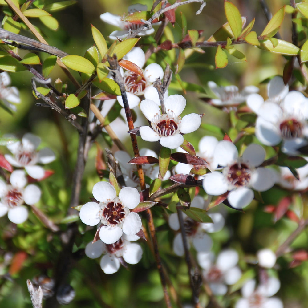 Mānuka flowers on bush