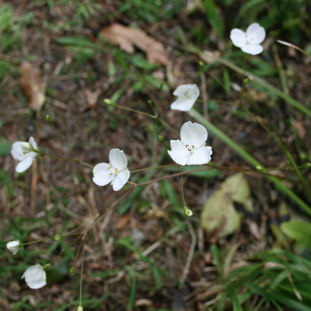 Mikoikoi Flower