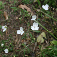Mikoikoi Flower