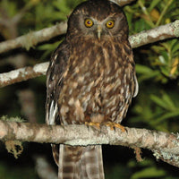 Ruru