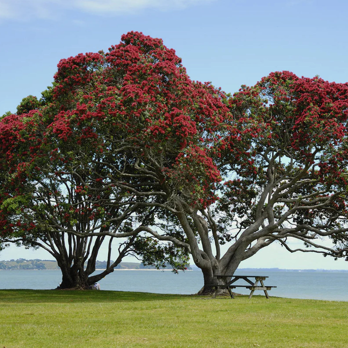 Pōhutukawa 