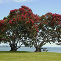 Pōhutukawa 