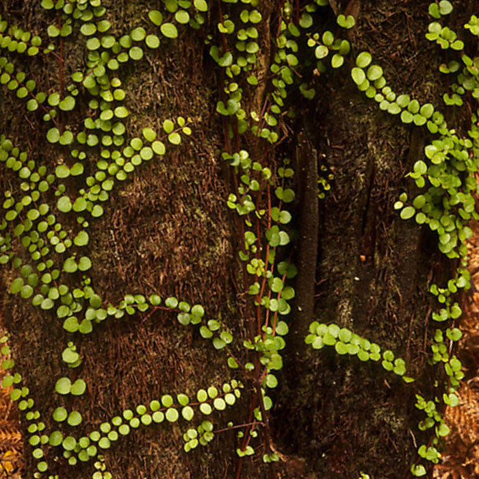Rātā vine on Ponga