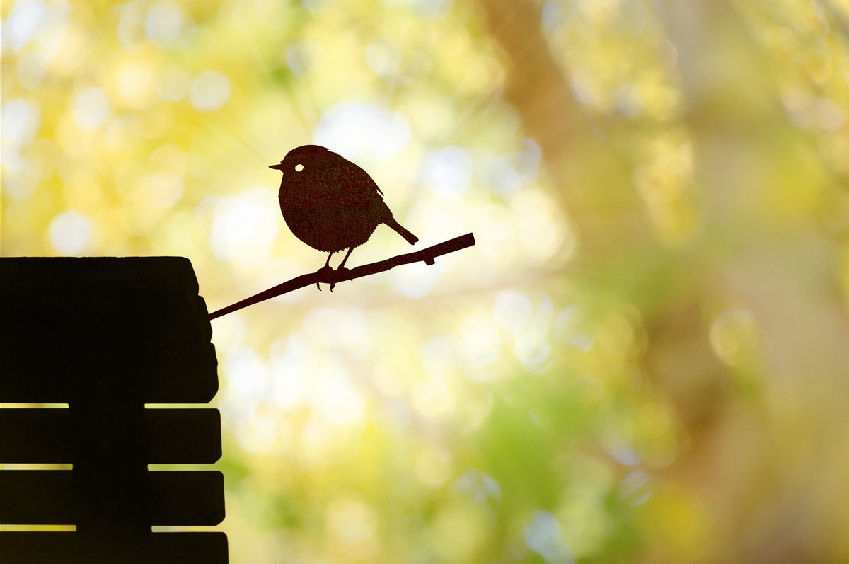 Black Robin