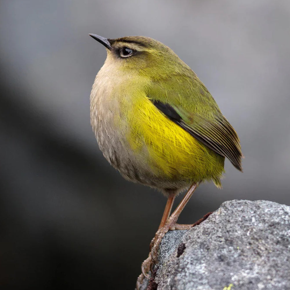 New Zealand Rock Wren (Pīwauwau)