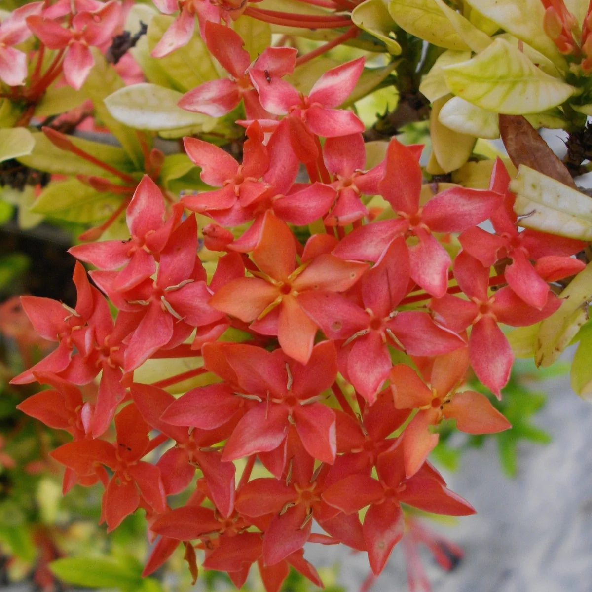 Tapa flowers