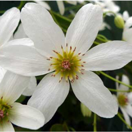 Clematis Pendant