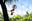 Fantail METALBIRD