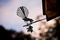 Fantail