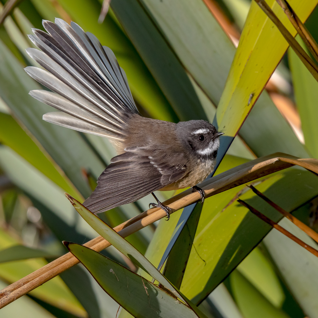 Fantail on flax