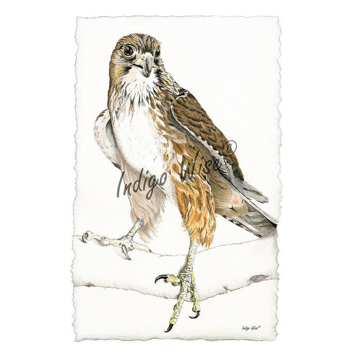 "NZ Falcon Fern#2" Giclee Print