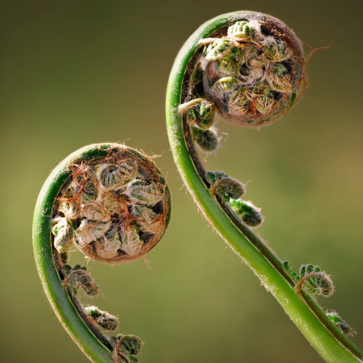 Unfurling fern fronds 