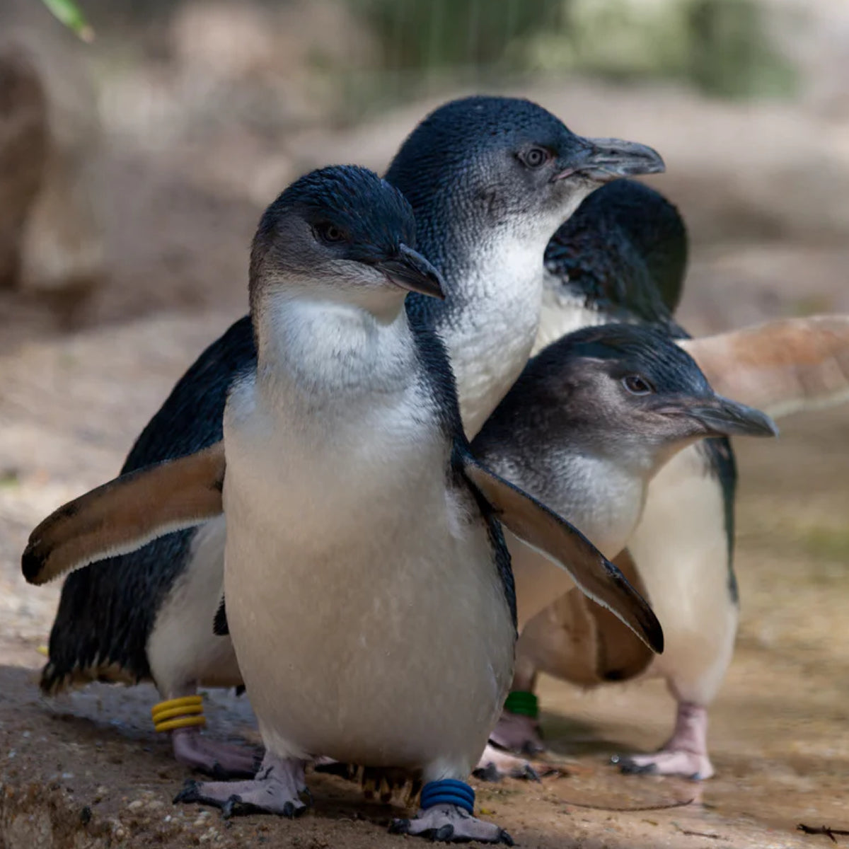 Little Blue Penguins